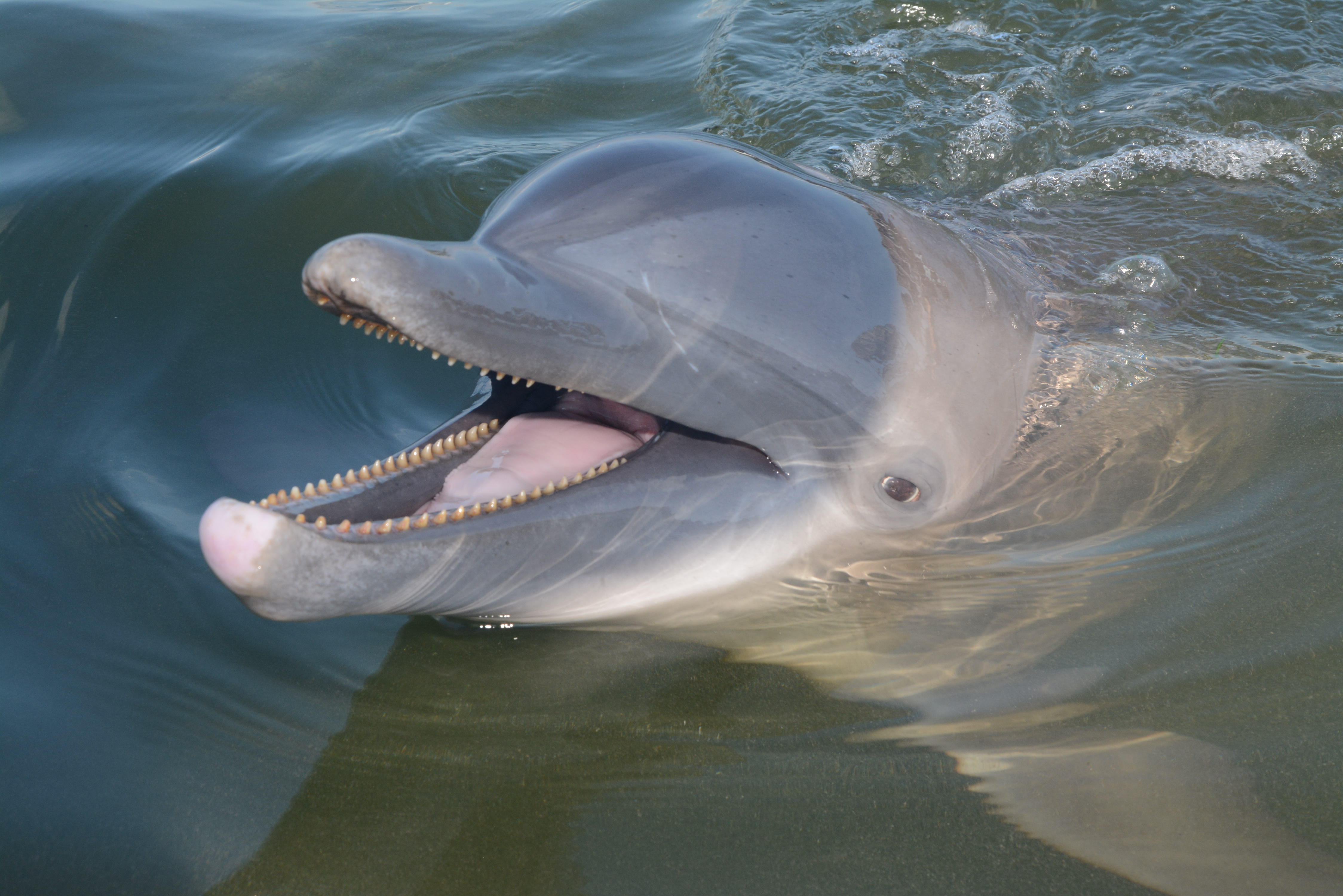 A happy dolphin.